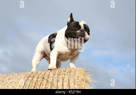 Cane bull francese Foto Stock