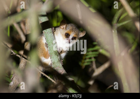 Grigio topo marrone lemur, Microcebus griseorufus, fiume Mandrare Camp, Ifotaka forestale comunitario, Madagascar Foto Stock