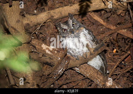 Madagascar assiolo, Otus rutilus, fiume Mandrare Camp, Ifotaka forestale comunitario, Madagascar Foto Stock