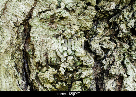 Corteccia di Acer tataricum, acero tatarian- texture di sfondo o Foto Stock