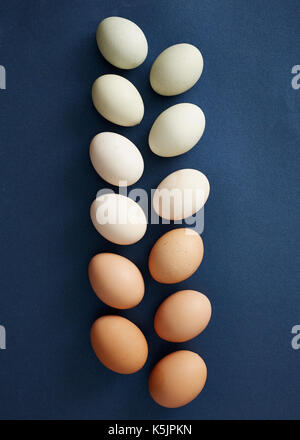 Due righe di uova di pollo in vari colori naturali su un sfondo marina Foto Stock