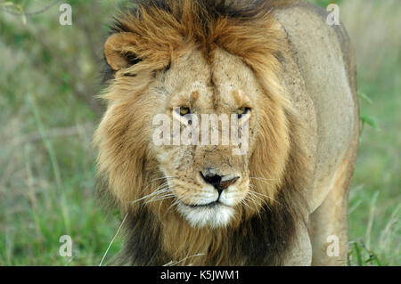 Leone maschio verticale. prese nel Maasai Mara, Kenya Foto Stock