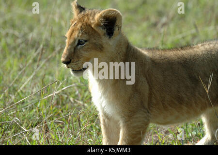 Un LION CUB verticale. prese nel Maasai Mara, Kenya Foto Stock