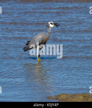 Di fronte bianco-heron, egretta novaehollandiae, in piedi in acqua azzurra dell'oceano pacifico con i pesci in fattura in Hervey Bay Queensland australia Foto Stock