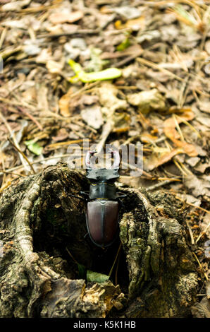Lucanus cervus deriva da una cava. Colpo verticale. Foto Stock