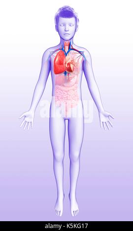 Illustrazione del cuore-polmone di sistema in un bambino. Foto Stock