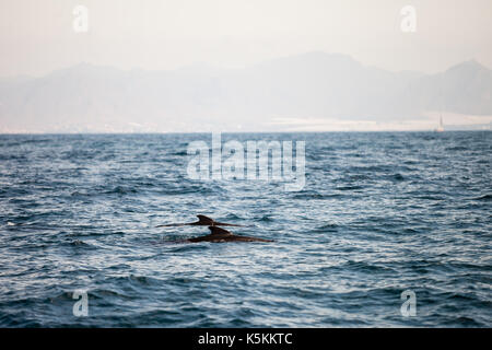 Delfini e calderon in mar mediterraneo Foto Stock