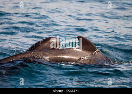 Delfini e calderon in mar mediterraneo Foto Stock