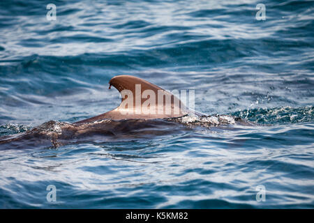 Delfini e calderon in mar mediterraneo Foto Stock