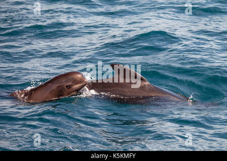 Delfini e calderon in mar mediterraneo Foto Stock