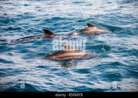 Delfini e calderon in mar mediterraneo Foto Stock