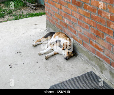 Il gatto a fissare il cane e dorme su di esso. Foto Stock