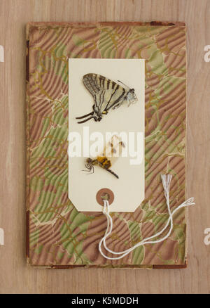 Ancora la vita di farfalle e campioni di libellula. Foto Stock