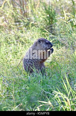 Marmotta (Marmota monax) in piedi sulle zampe posteriori mangiare Foto Stock