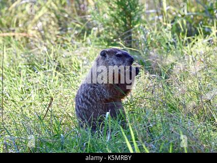 Marmotta (Marmota monax) in piedi sulle zampe posteriori mangiare Foto Stock