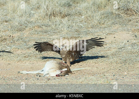 Nibbio bruno (Milvus migrans) circa di alimentazione su un canguro roadkill, Burketown, Golfo di Carpentaria, Queensland, QLD, Australia Foto Stock