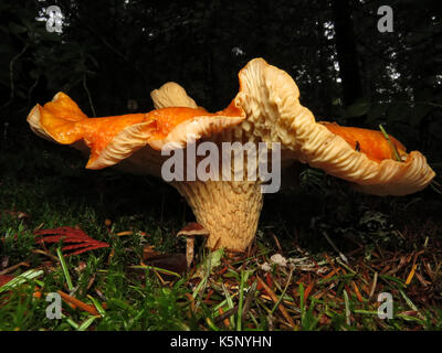 Commestibili selvatici (moderatamente velenoso per molte persone) Turbinellus fungo floccosus (squamosa o lanosi chanterelle) nel mese di ottobre in Wenatchee National Forest Foto Stock