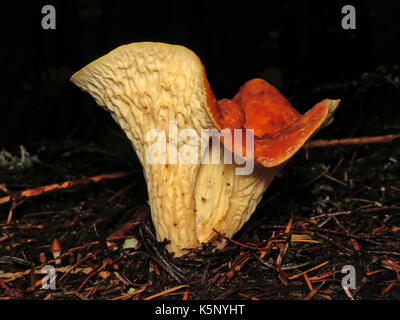 Commestibili selvatici (moderatamente velenoso per molte persone) Turbinellus fungo floccosus (squamosa o lanosi chanterelle) nel mese di ottobre in Wenatchee National Forest Foto Stock