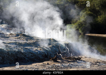 Vapore geotermico, Rotorua, Nuova Zelanda Foto Stock