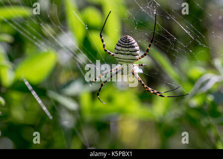 Un Argiope nastrati Spider (Argiope trifasciata) sul suo web riguardo a mangiare il suo pasto, probabilmente un volo, in una valle secca in Malta. Foto Stock