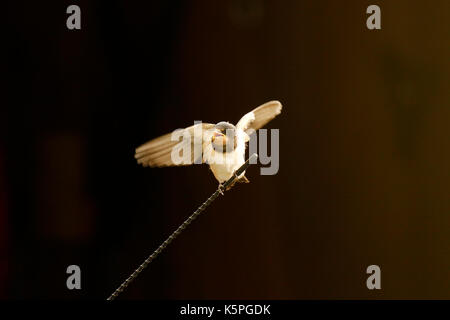 Swallow pulcini essendo alimentato dai loro genitori avendo appena sperimentata Foto Stock