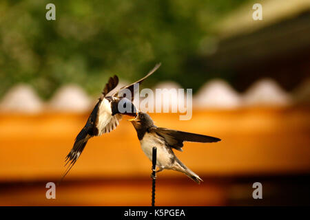 Swallow pulcini essendo alimentato dai loro genitori avendo appena sperimentata Foto Stock