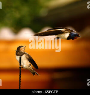 Swallow pulcini essendo alimentato dai loro genitori avendo appena sperimentata Foto Stock