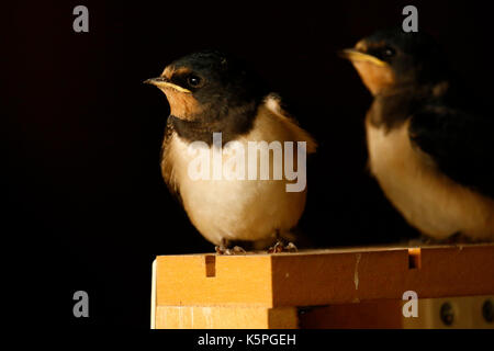 Swallow pulcini essendo alimentato dai loro genitori avendo appena sperimentata Foto Stock