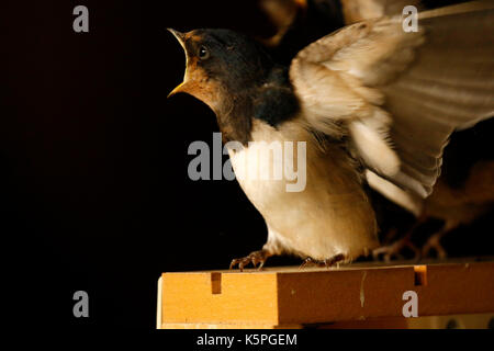 Swallow pulcini essendo alimentato dai loro genitori avendo appena sperimentata Foto Stock