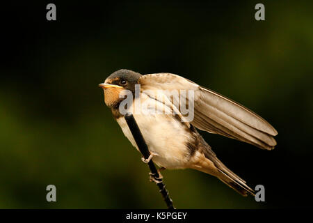 Swallow pulcini essendo alimentato dai loro genitori avendo appena sperimentata Foto Stock