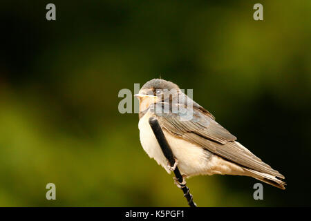 Swallow pulcini essendo alimentato dai loro genitori avendo appena sperimentata Foto Stock