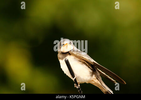 Swallow pulcini essendo alimentato dai loro genitori avendo appena sperimentata Foto Stock