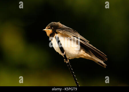 Swallow pulcini essendo alimentato dai loro genitori avendo appena sperimentata Foto Stock