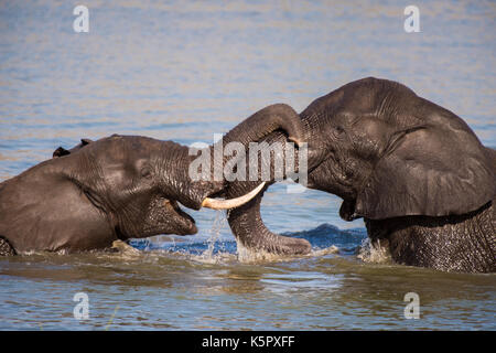 Gli elefanti africani wrestling (Loxodonta africana) Foto Stock