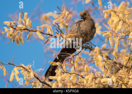 Grigio go-away-bird Foto Stock
