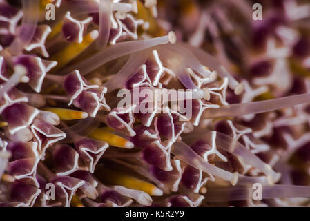 Flower urchin, toxopneustes pileolus (lamarck, 1816) Foto Stock