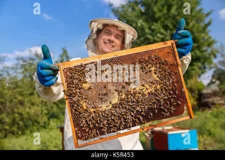 Closeup nido pieno di api e di miele. apicoltore in indumenti da lavoro protettiva di ispezione del telaio a nido d'ape a apiario. apicoltore raccolta del miele Foto Stock