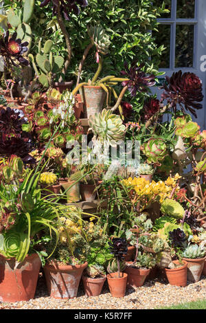 Pot cresciuto display succulenti godendo il sole estivo sulla messa in scena all'aperto a East Ruston giardino in Norfolk Foto Stock