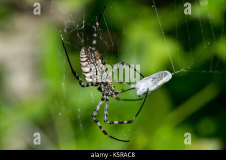 Un Argiope nastrati Spider (Argiope trifasciata) sul suo web riguardo a mangiare il suo pasto, probabilmente un volo, in una valle secca in Malta. Foto Stock