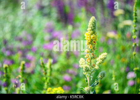 Mullein comune o molène thapsus fiore Foto Stock