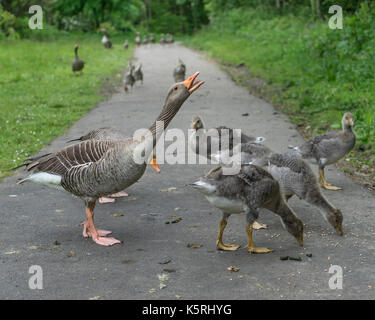 Sibilo d'oca per proteggere i suoi giovani a Washington Wetland Centre, tyne and wear Foto Stock