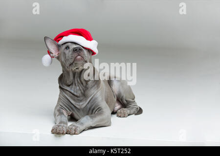 Thai ridgeback cucciolo in xmas hat Foto Stock