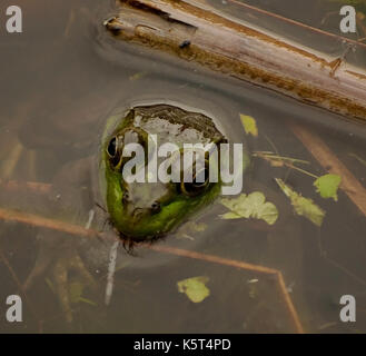 Una rana toro immersi in uno stagno con la testa sopra l'acqua Foto Stock