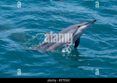 Il Delfino Spinner di Gray o il Delfino Spinner di Hawaiian (Stenella longirostris) fanno un tuffo nell'Oceano Pacifico al largo della costa orientale di Taiwan Foto Stock