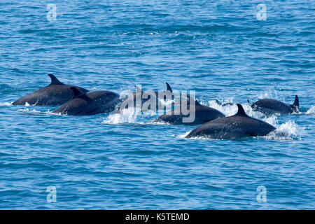 Pantropical Spotted Dolphin Pantropical avvisted delfino (Stenella attenuata) famiglie che si affacciano, con almeno due bambini delfino nel gruppo Foto Stock