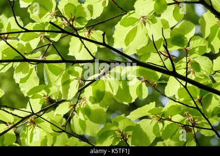 Comune di faggio con rami freschi retroilluminato nuova crescita di foglie verdi fronde dal di sotto in primavera. Inghilterra, Regno Unito, Gran Bretagna Foto Stock