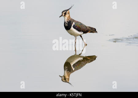 Pavoncella (vanellus vanellus), riflesso in acque poco profonde, RENANIA DEL NORD-VESTFALIA, Germania Foto Stock