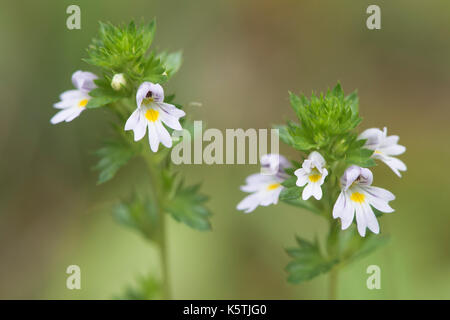 Eyebright (euphrasia officinalis), emsland, Bassa Sassonia, Germania Foto Stock