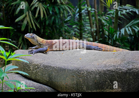 Drago di Komodo (Varanus komodoensis), Adulto, giacente su rocce, captive Foto Stock