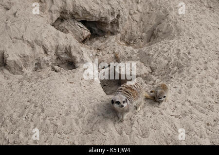 Meerkat con i suoi giovani a Blair Drummond Safari e della fauna selvatica del parco avventura vicino a Stirling in Scozia Foto Stock